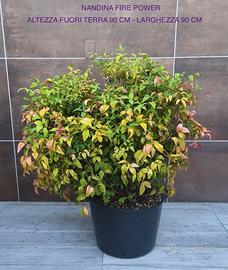 Piante da giardino/terrazzo
