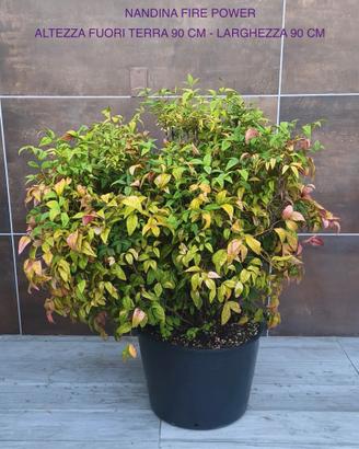 Piante da giardino/terrazzo