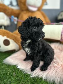 Cuccioli barboncino Toy nero pag a rate