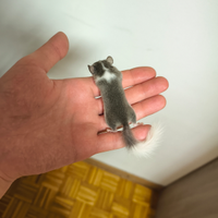 Minighiri africani (animali esotici)