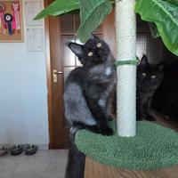 Cucciola Maine Coon Femmina