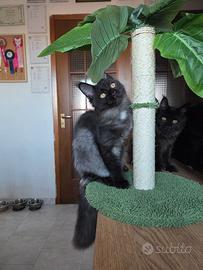 Cucciola Maine Coon Femmina
