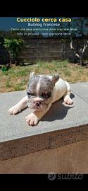 Cucciolo Bulldog francese 2 mesi