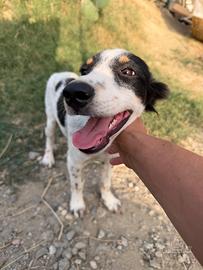 Billy, cucciolo di 3 mesi in ADOZIONE