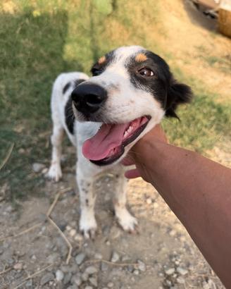 Billy, cucciolo di 3 mesi in ADOZIONE
