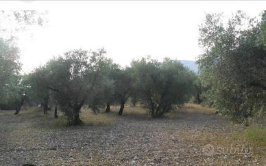 Olivetto 10000 mq