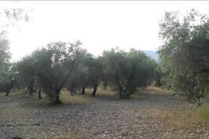 Olivetto 10000 mq