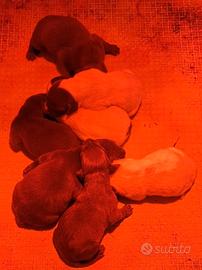 Bracco tedesco kurzhaar