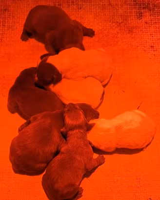 Bracco tedesco kurzhaar