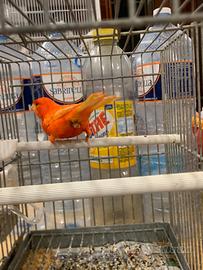 Canarino Rosso Intenso