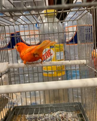 Canarino Rosso Intenso