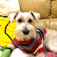 Schnauzer bianco