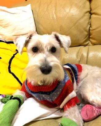 Schnauzer bianco