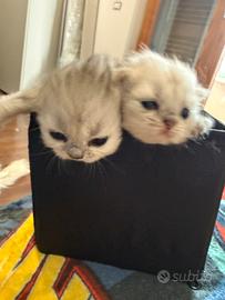 Gatti persiani chinchilla