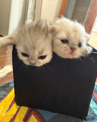 Gatti persiani chinchilla