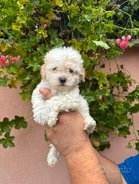 Cucciolo barboncino bianchi toy e nani