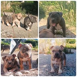 American bully
