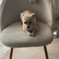 Chihuahua deer head in affido