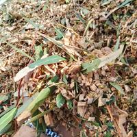 cippato di eucaliptus 