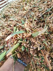 cippato di eucaliptus 