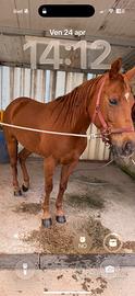 Quorter horse