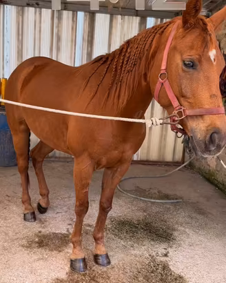 Quorter horse