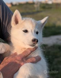 Cuccioli di siberian husky