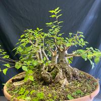 Olmo campestre bonsai yamadori