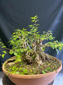 Olmo campestre bonsai yamadori