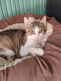 Berny gattino 3 mesi