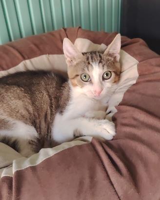 Berny gattino 3 mesi