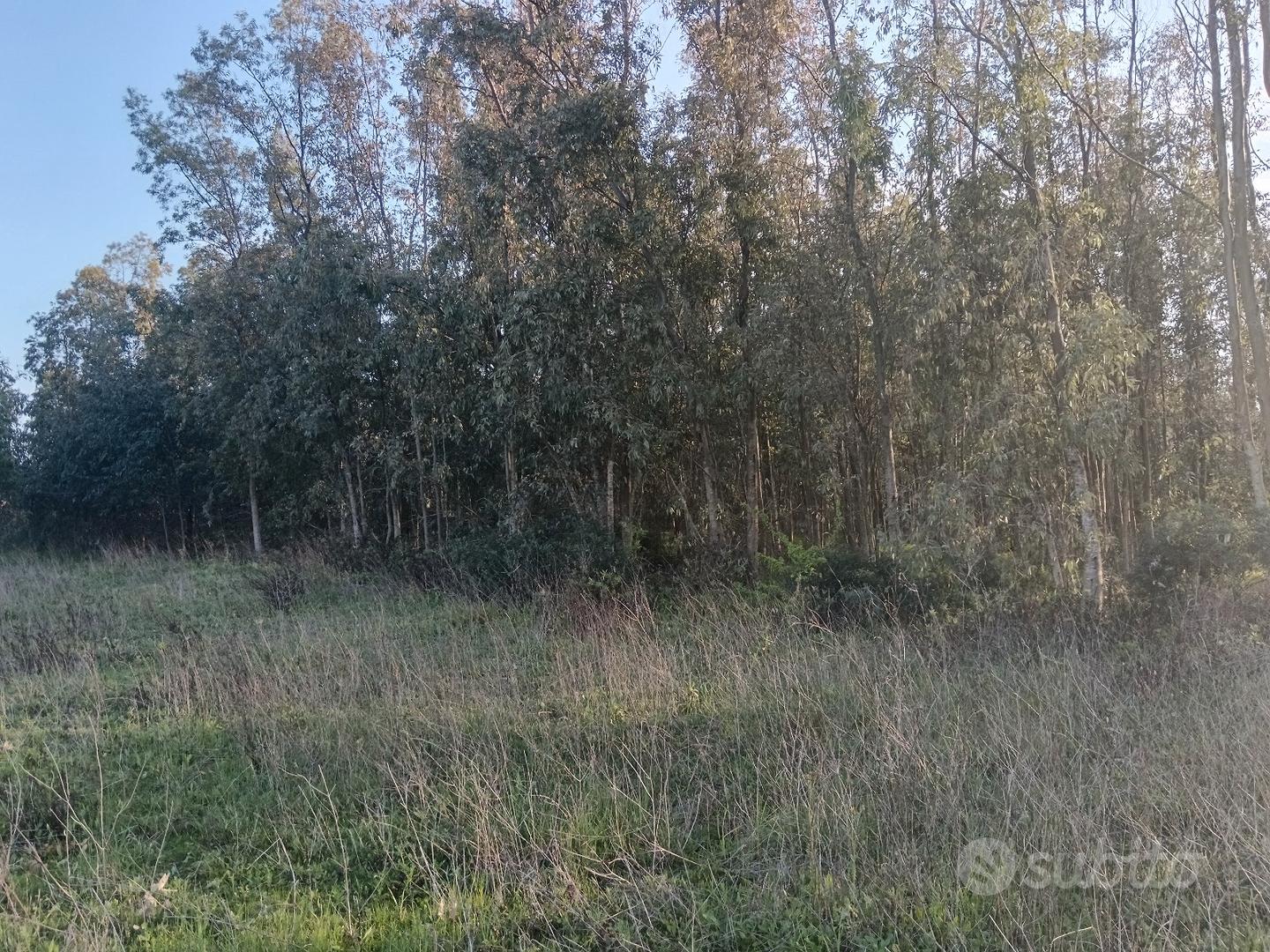 Terreno di Eucaliptus - Vista 2