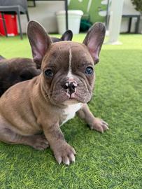 Bulldog Francese Cuccioli