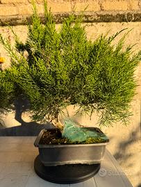 BONSAI