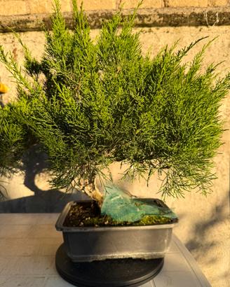 BONSAI