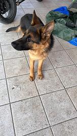 Cane pastore tedesco