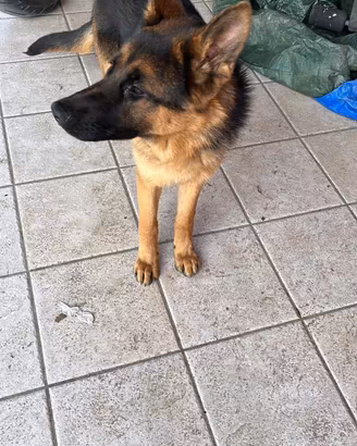 Cane pastore tedesco