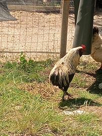 Galline