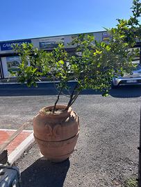 Alberello Limone