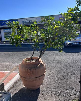 Alberello Limone