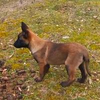 Pastore belga Malinois allevamento Enci