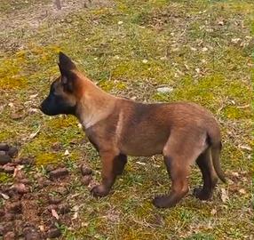 Pastore belga Malinois allevamento Enci