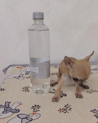 chihuahua 