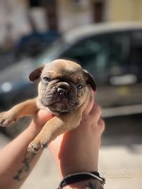 Bulldogfrancese
