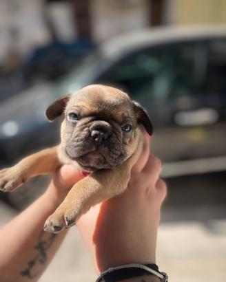 Bulldogfrancese