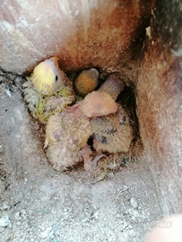 INSEPARABILI, Pappagalli fantastici