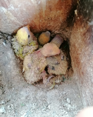 INSEPARABILI, Pappagalli fantastici