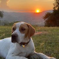 Pointer maschio per monta