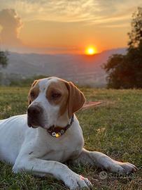 Pointer maschio per monta