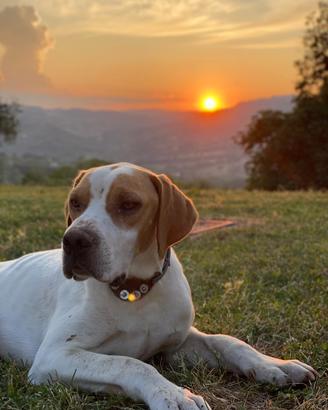 Pointer maschio per monta